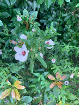 Image of spearleaf swampmallow