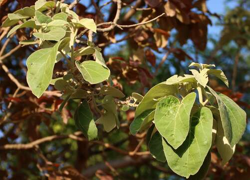 Plancia ëd Cordia macleodii Hook. fil. & Thoms.