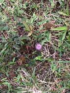 Image of Sensitive Plant