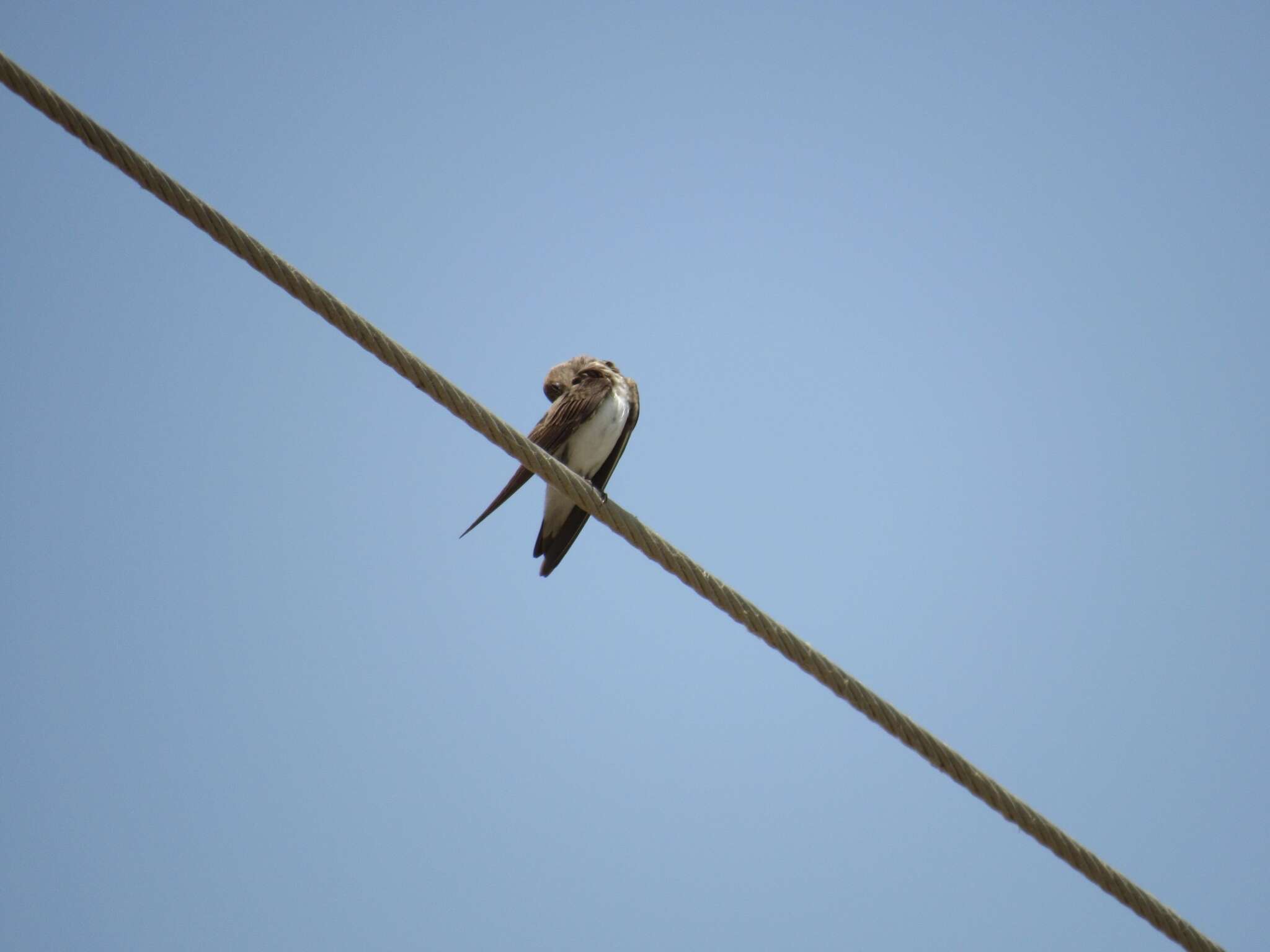 Image of Grey-throated Martin