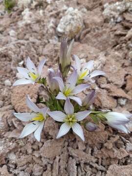 Image of Gentianella multicaulis (Gillies ex Griseb.) Fabris