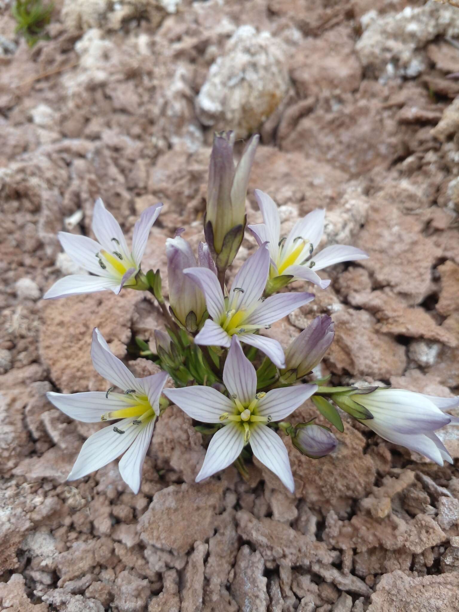 صورة Gentianella multicaulis (Gillies ex Griseb.) Fabris