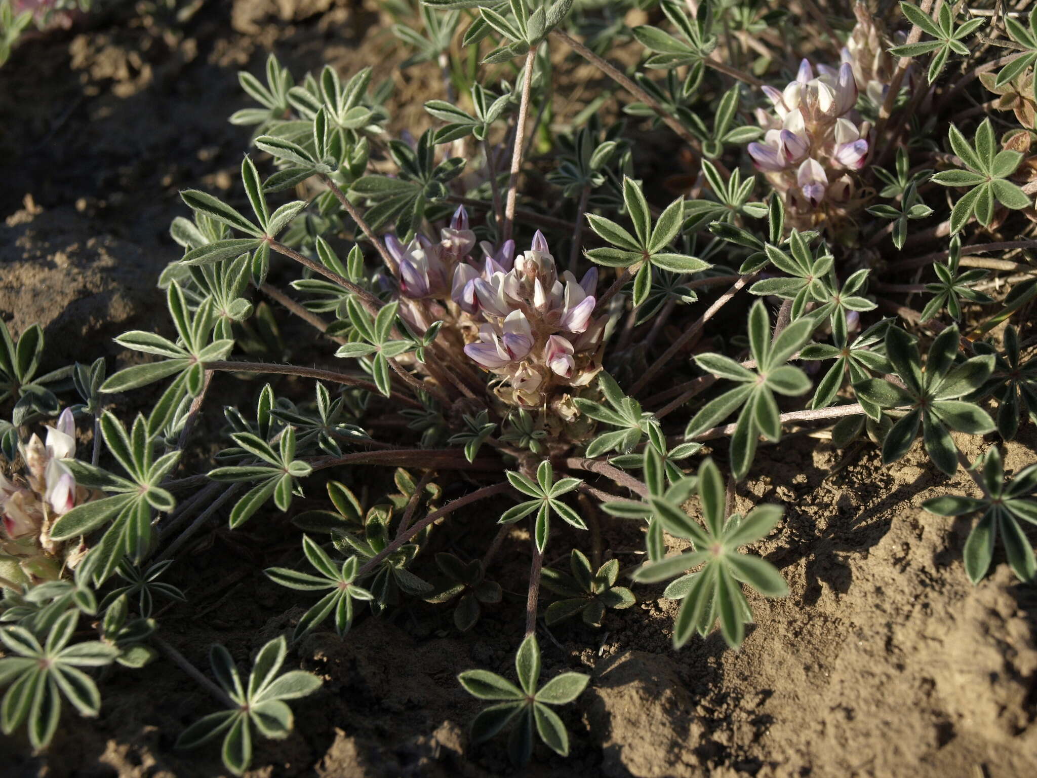 Image of stemless dwarf lupine