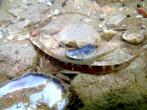 Image of Darkflank Pipefish