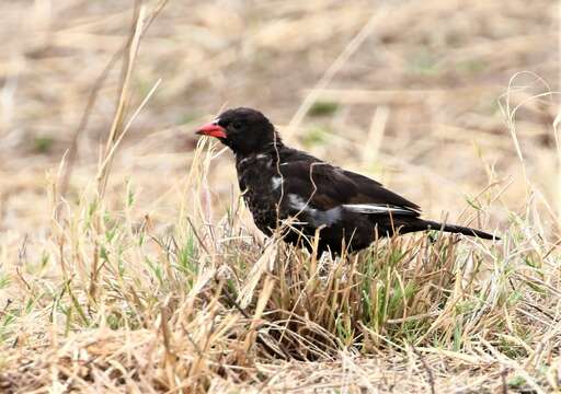 Слика од Bubalornis niger niger Smith & A 1836