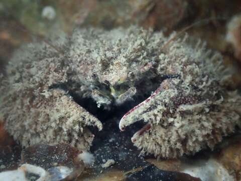 Image of broad-clawed porcelain crab