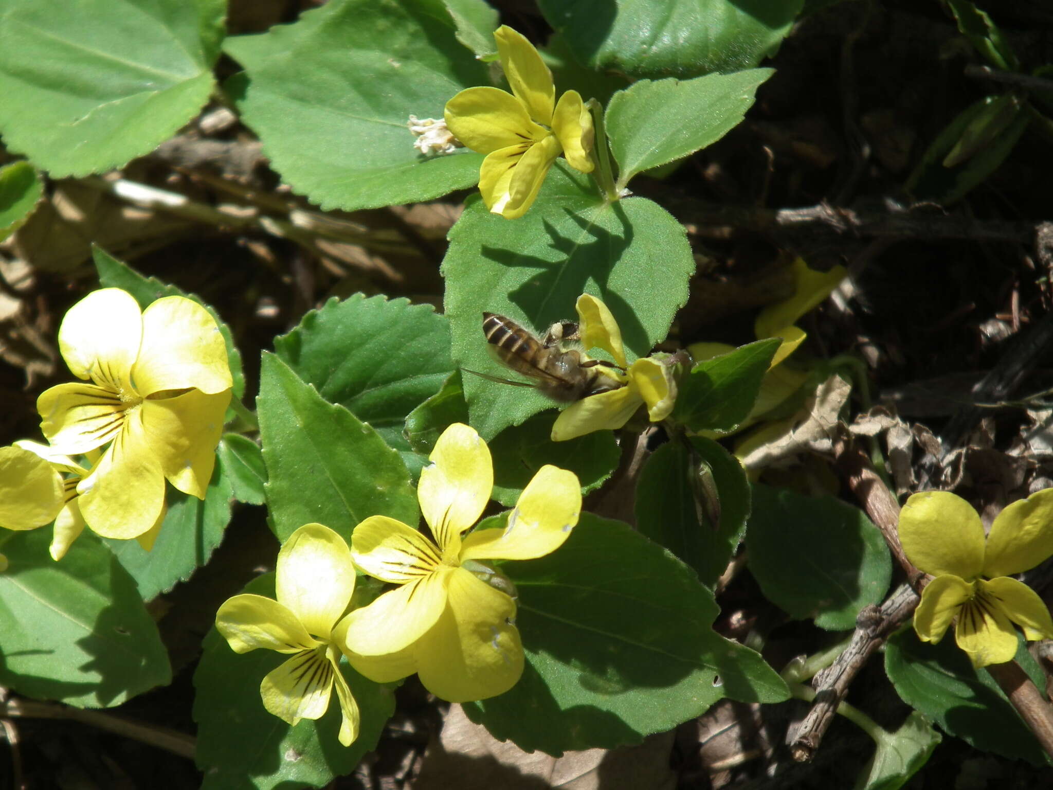 Sivun Viola orientalis (Maxim.) W. Beck. kuva