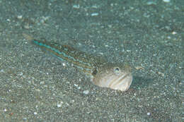 Image of Snakefish