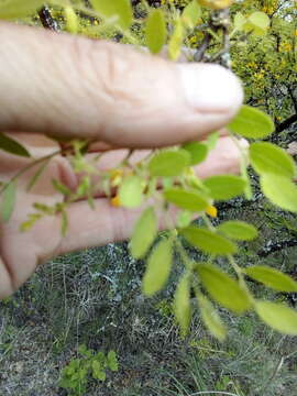 Plancia ëd Diphysa minutifolia Rose