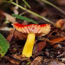 Image of Hygrocybe xanthopoda A. M. Young 2000