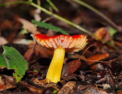 Слика од Hygrocybe xanthopoda A. M. Young 2000