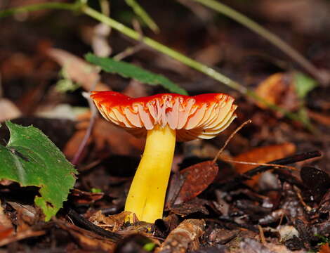 Image of Hygrocybe xanthopoda A. M. Young 2000