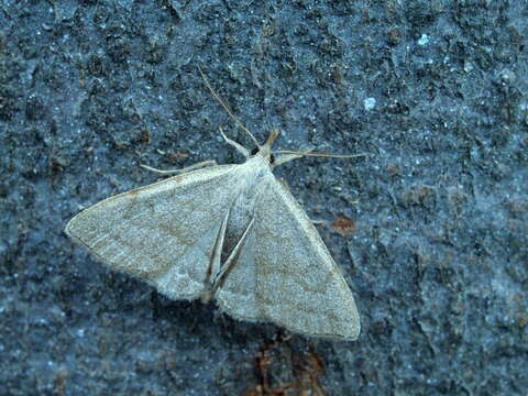 Image of Polypogon strigilata (Linnaeus 1758)