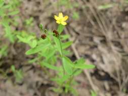 Image de Hypericum canadense L.