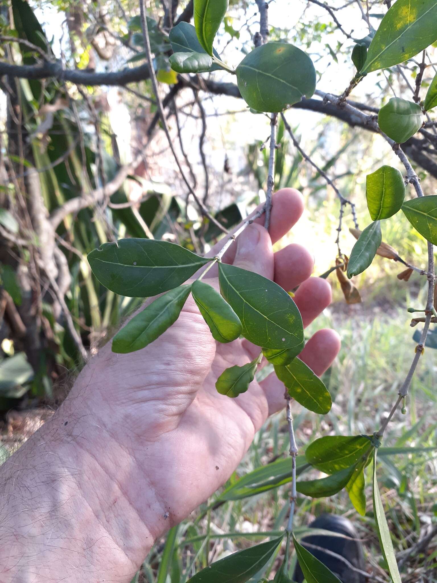 Image of Cyclophyllum coprosmoides (F. Muell.) S. T. Reynolds & R. J. F. Hend.