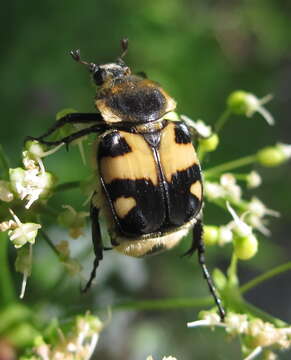 Image of Trichius orientalis Reitter 1894