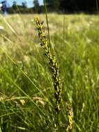 Schizochilus zeyheri Sond. resmi