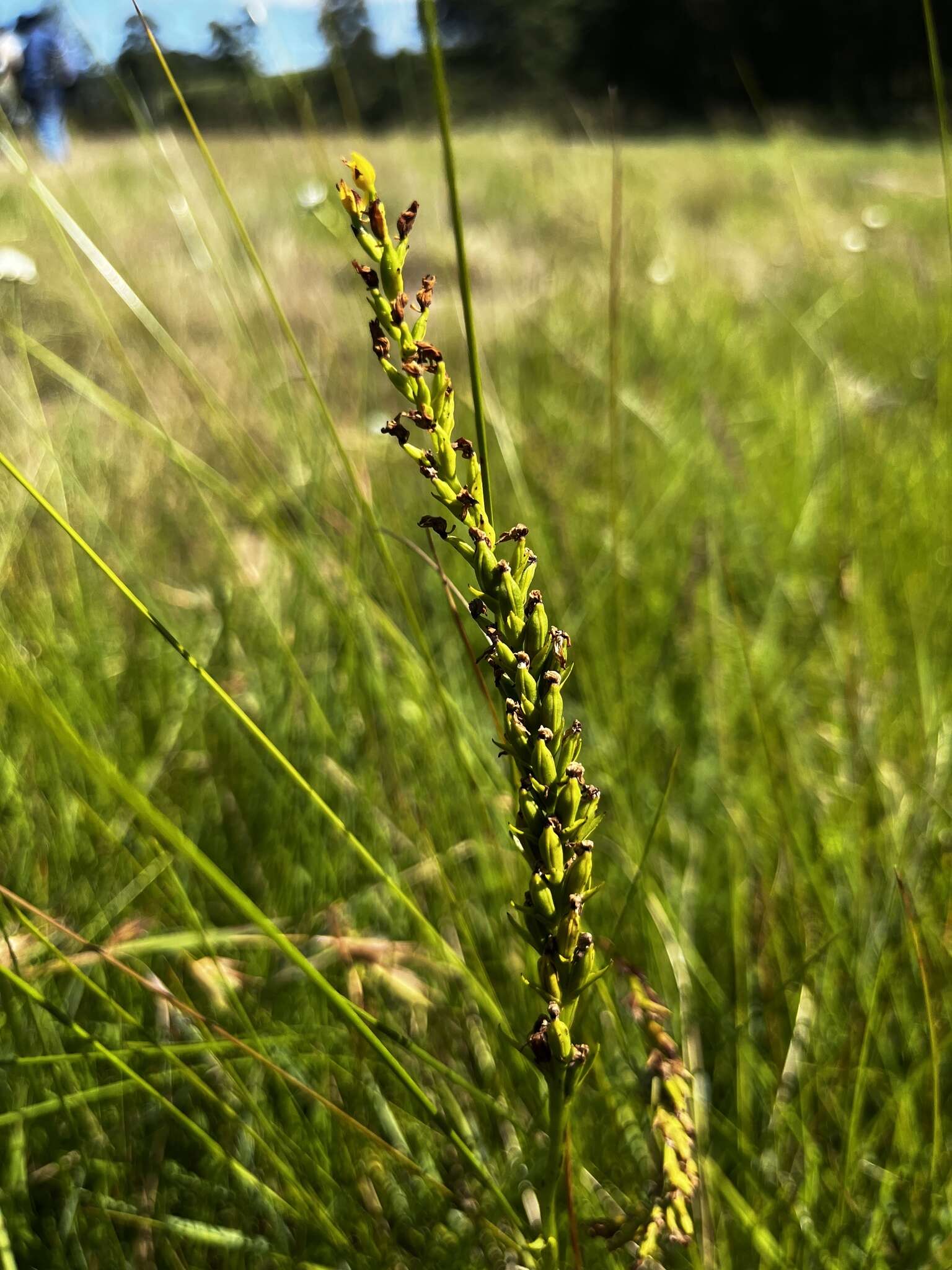 Image of Schizochilus zeyheri Sond.