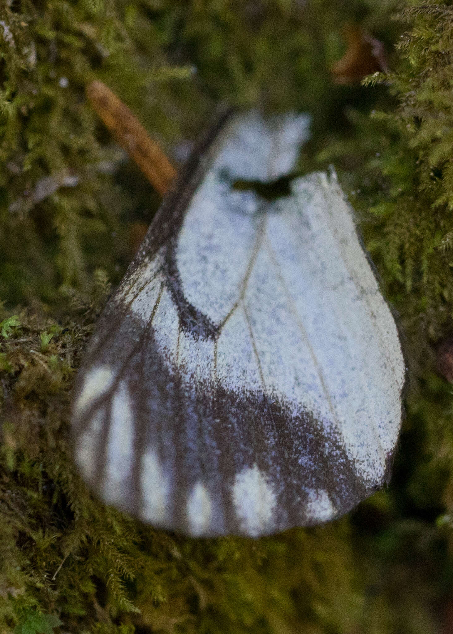Image of Pine White