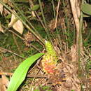 Imagem de Costus longibracteolatus Maas