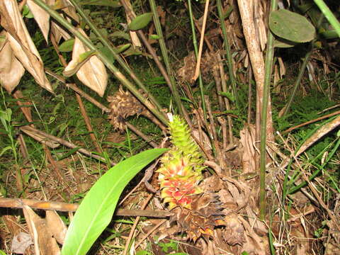 Image of Costus longibracteolatus Maas