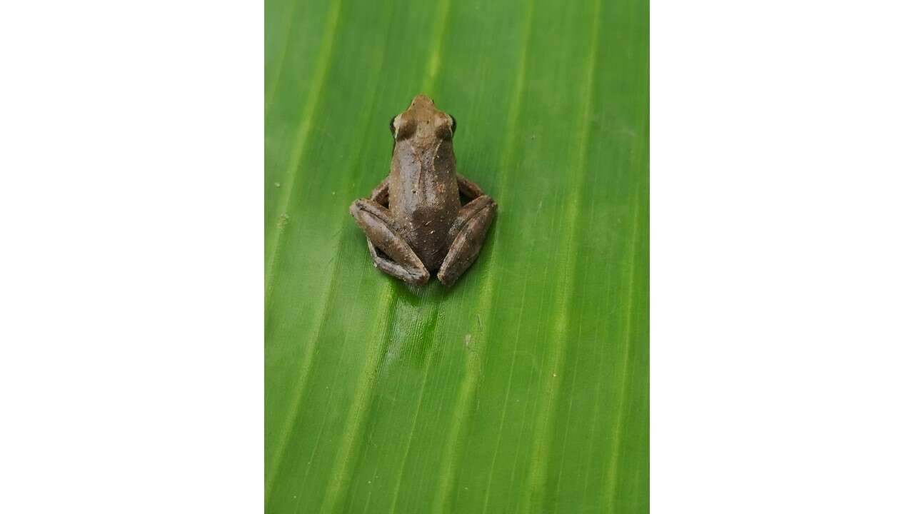 Imagem de Phrynobatrachus auritus Boulenger 1900