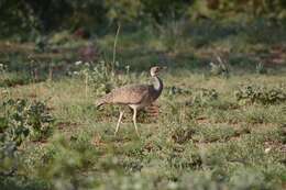 Image of White-bellied Bustard