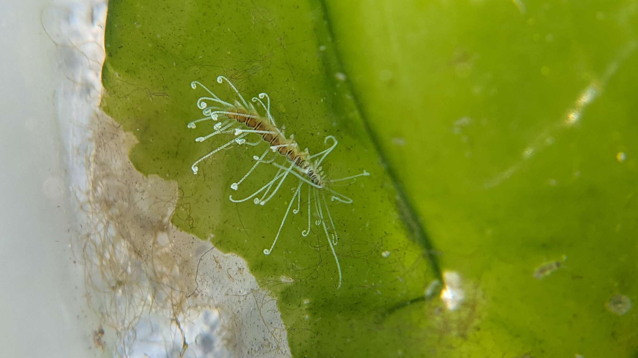 Imagem de Amblyosyllis nigrolineata Okada 1934