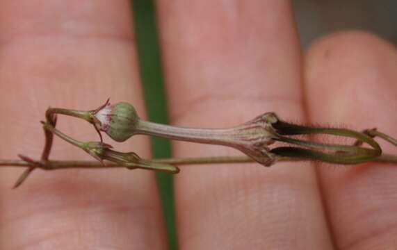 Image de Ceropegia africana R. Br.