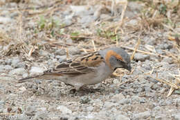 Image of Kenya Rufous-Sparrow