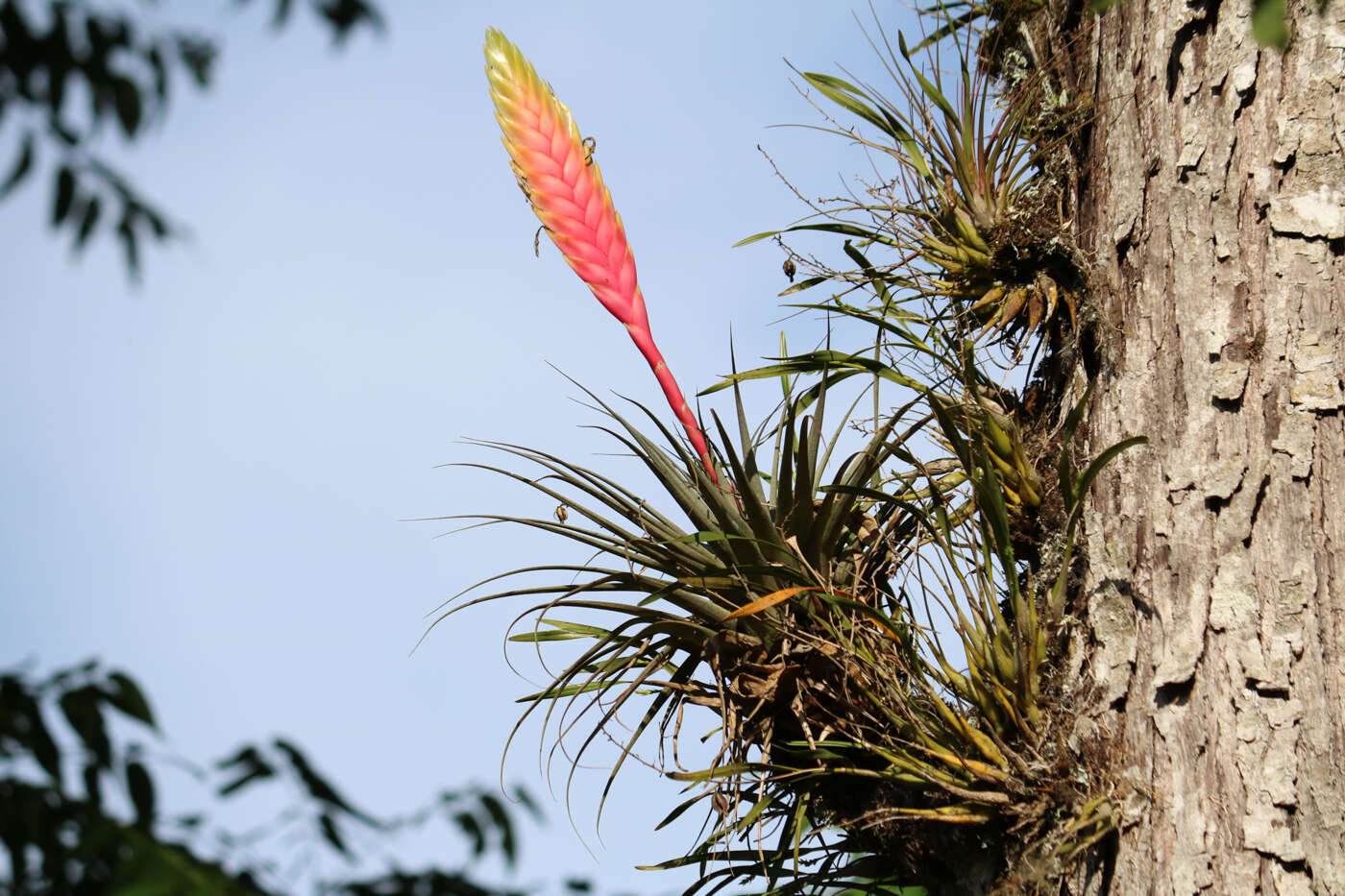 Image of Tillandsia lampropoda L. B. Sm.