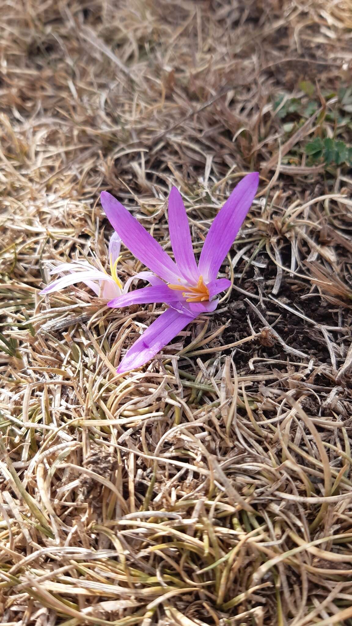 Image de Colchicum montanum L.