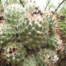 Image of Coryphantha durangensis subsp. cuencamensis (L. Bremer) Dicht & A. Lüthy