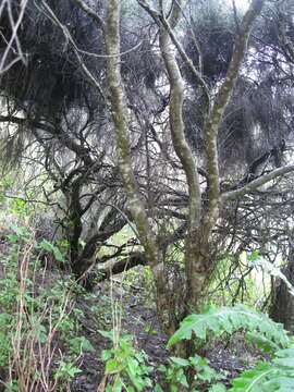 Image of Cytisus filipes Webb