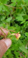 Oenothera epilobiifolia subsp. cuprea (Schltdl.) P. H. Raven & D. R. Parn.的圖片