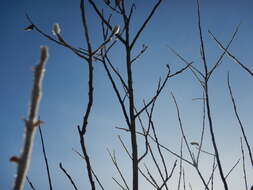 Image de Salix alaxensis (Anderss.) Coville