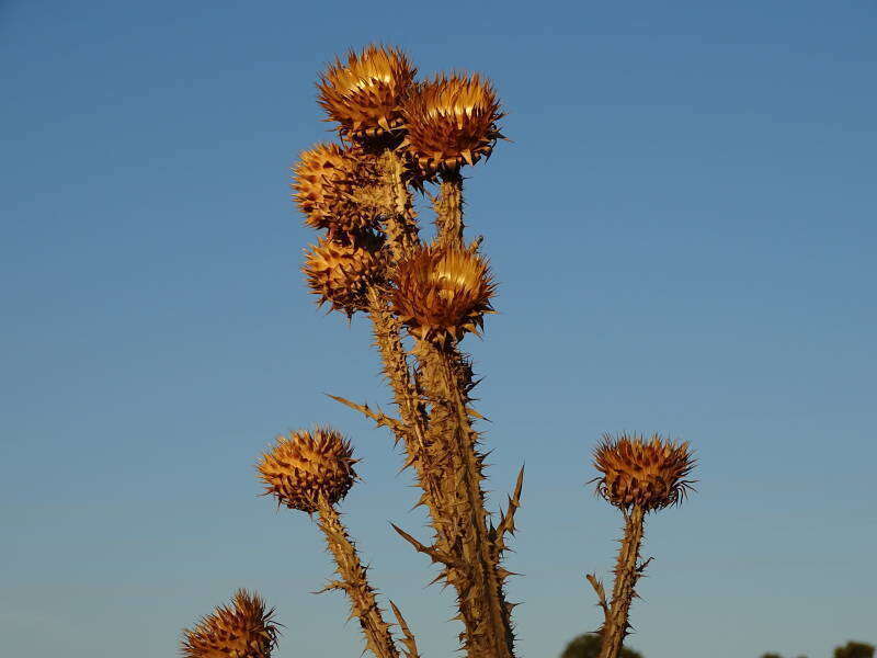 Image of Illyrian cottonthistle