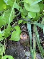 Image of Geastrum schmidelii Vittad. 1842