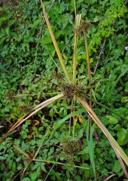 Image of Cyperus luteus Boeckeler