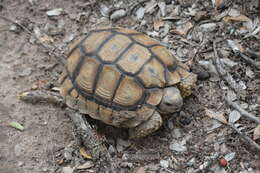 Слика од Chelonoidis chilensis (Gray 1870)