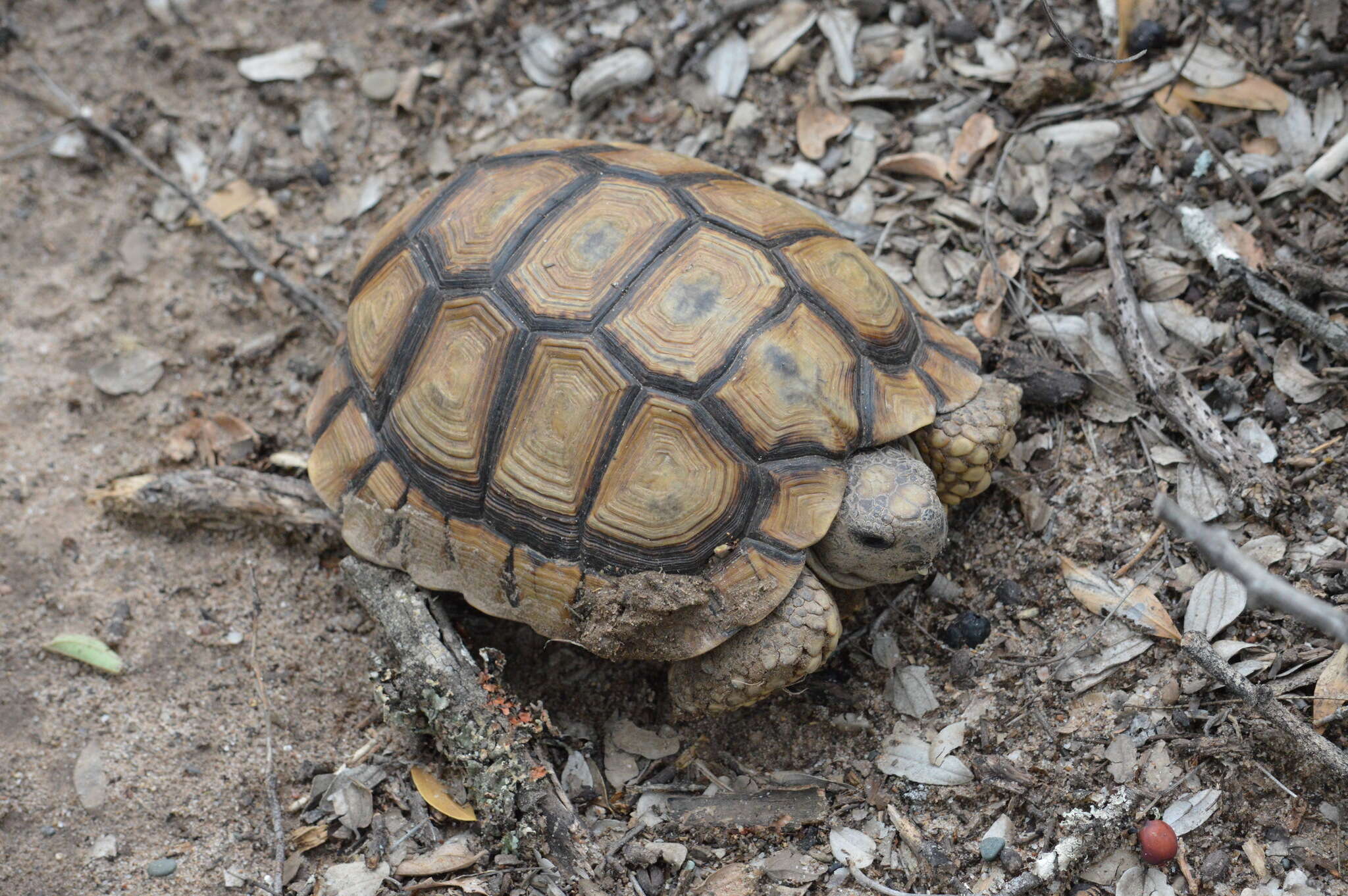 Image of Chilean Tortoise