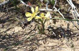 Image of Moraea maximiliani (Schltr.) Goldblatt & J. C. Manning