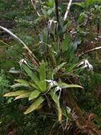 Image of Maxillaria ecuadorensis Schltr.