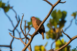 Patagioenas nigrirostris (Sclater & PL 1860) resmi