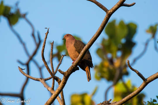 Image of Short-billed Pigeon