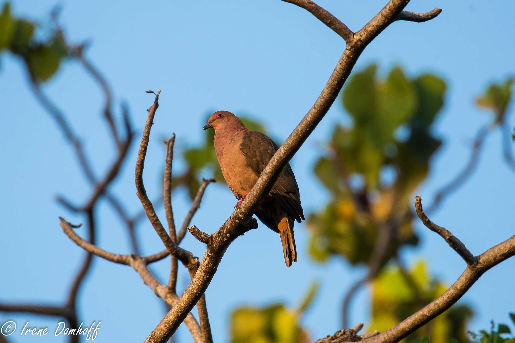 Patagioenas nigrirostris (Sclater & PL 1860) resmi