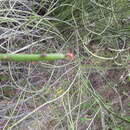 Image of Euphorbia rossiana Pax