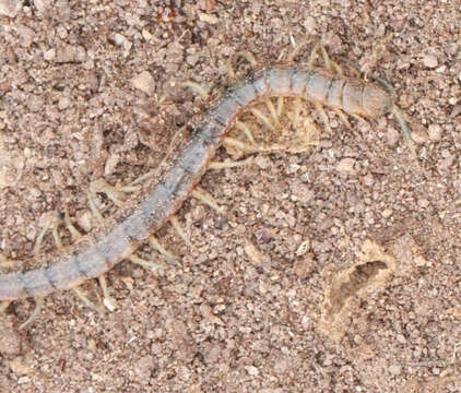 Image of Scolopendra viridis viridis Say 1821