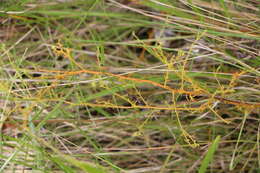 Image of Thesium pallidum A. DC.