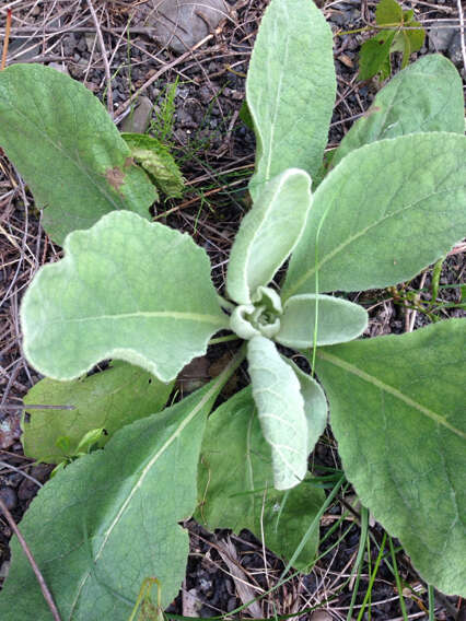 Image of Great Mullein